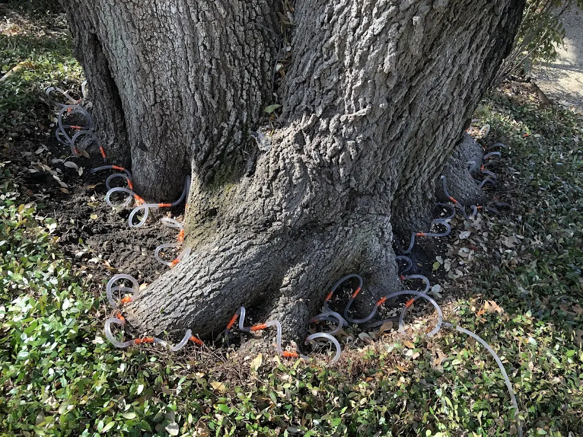 Detailed Tree Cabling and Bracing job site in Baconton