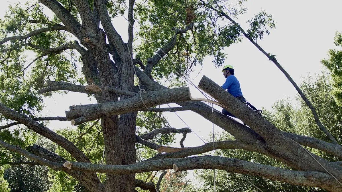 Professional Hazardous Tree Removal performed by certified arborists in Baconton